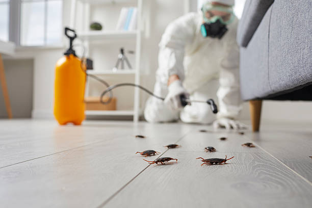 Post-Treatment Bed Bug Interceptor Monitoring in Malad City